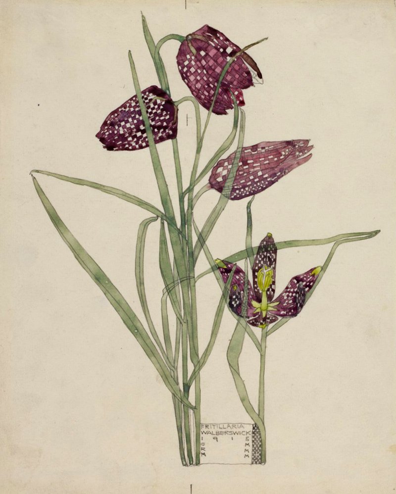 Fritillaria by Charles Rennie Mackintosh, Public domain, via Wikimedia Commons