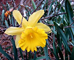 Daffodil. Image credit: CameliaTWU, Flickr. CC license