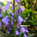 Bluebell. Image credit: Shelley & Dave, Flickr. CC license