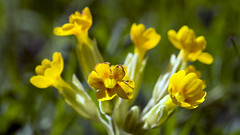 Cowslip. Image credit: Amateur with a Camera, Flickr. CC license