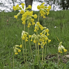 Cowslips. Image credit: In Memoriam: me'nthedogs, Flicker. CC license