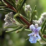 Rosemary flower. Image credit: Tom Burke, Flickr. CC incense