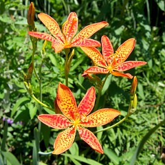 Open Leopard Lily. Image credit: beautifulcataya, Flickr. CC license