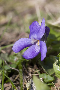 Sweet Violet. Image credit: Friends of Radley Lakes, Flickr. CC license
